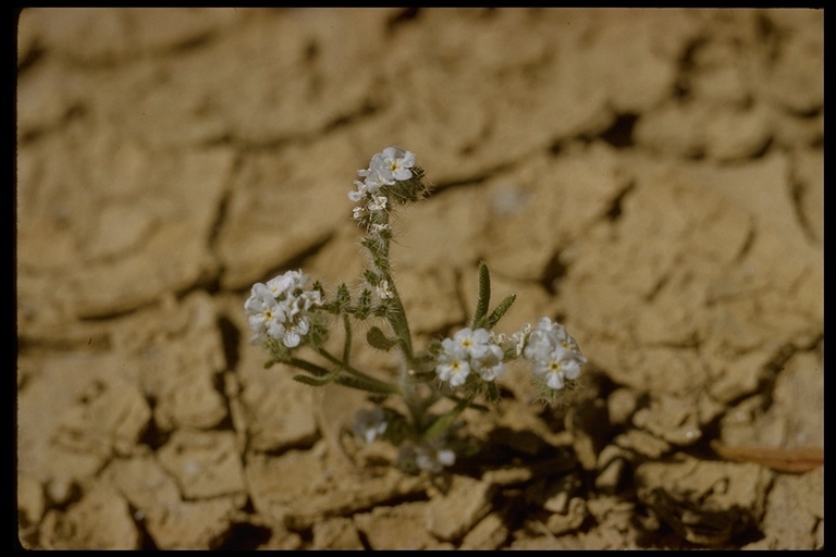 Plancia ëd Plagiobothrys nothofulvus (A. Gray) A. Gray