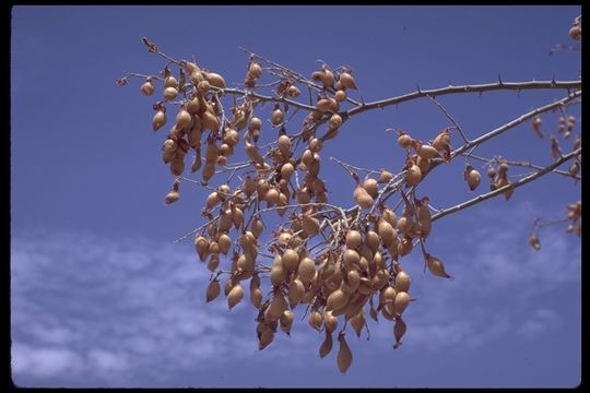 Image of desert ironwood