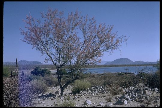 Image of desert ironwood