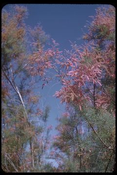 Image of tamarisk