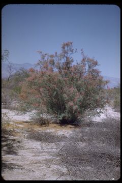 Image of tamarisk