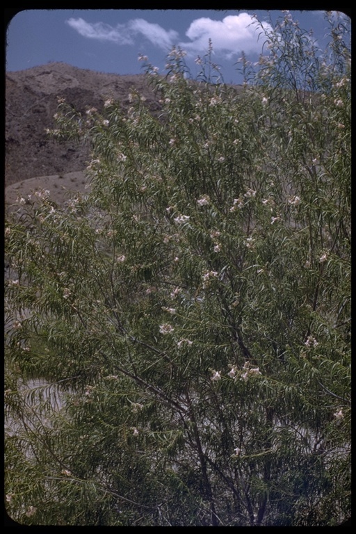 Image of desert willow