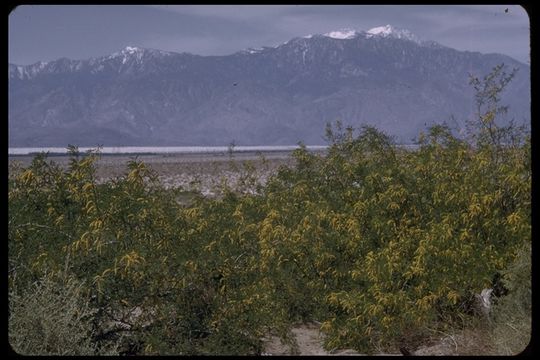 Image of honey mesquite