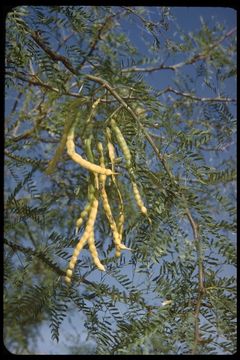 Image of honey mesquite