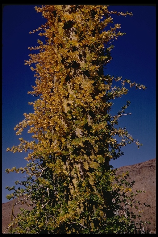 Imagem de Fouquieria columnaris Kellogg ex Curran