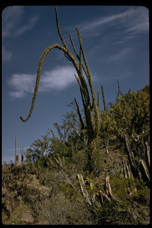 Image of boojum tree