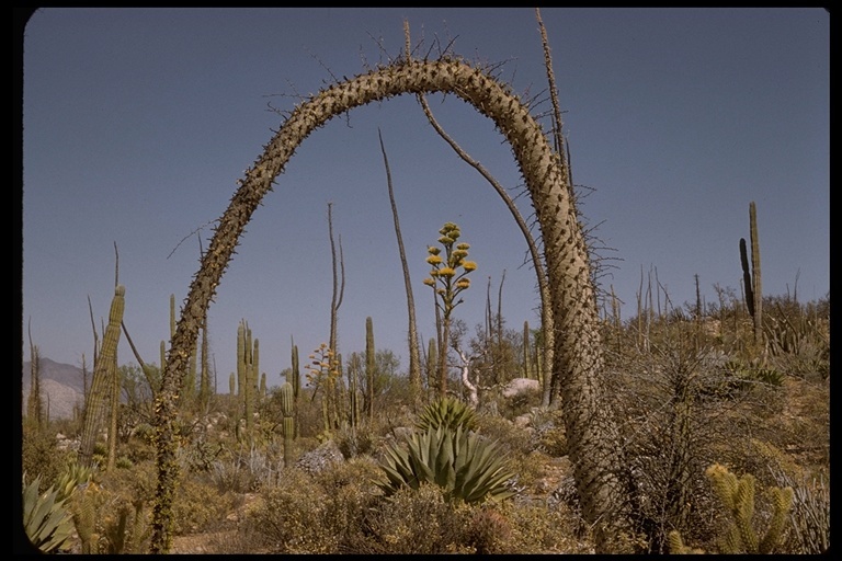 Image of boojum tree