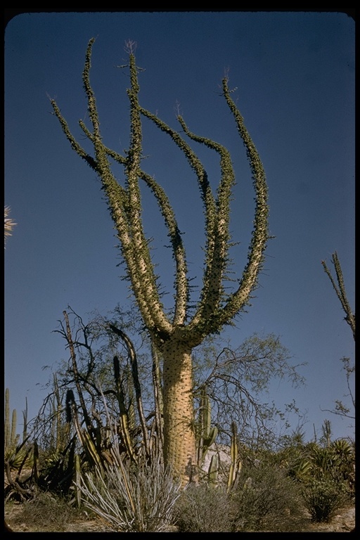 Image of boojum tree