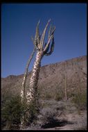 Image of boojum tree