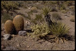 Image de Ferocactus wislizeni (Engelm.) Britton & Rose