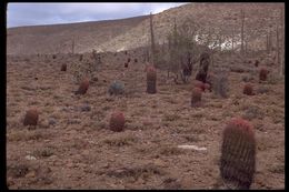 Image de Ferocactus wislizeni (Engelm.) Britton & Rose