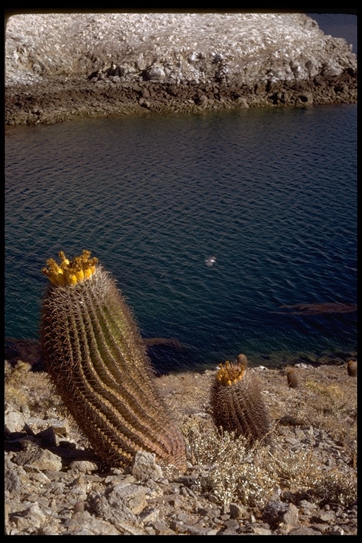 Image de Ferocactus wislizeni (Engelm.) Britton & Rose