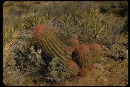 Image de Ferocactus wislizeni (Engelm.) Britton & Rose