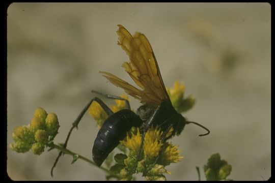 Image of Tarantula Hawks