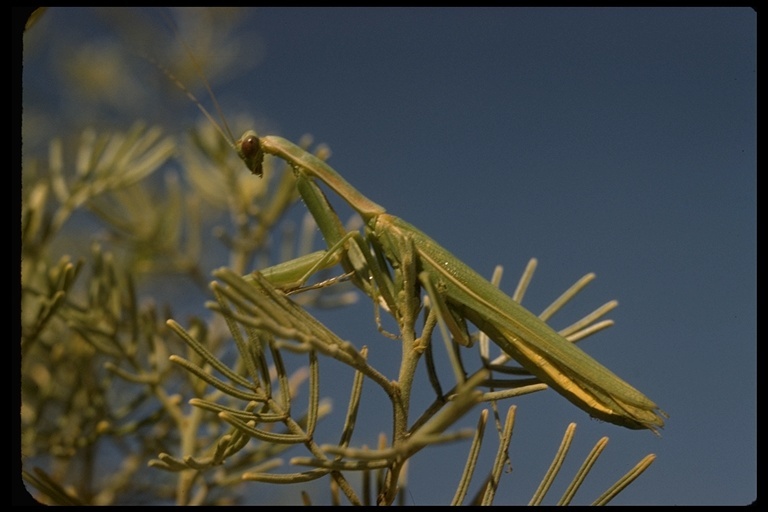 Image of European Mantid