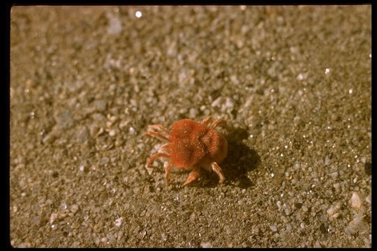 Image of spider mites