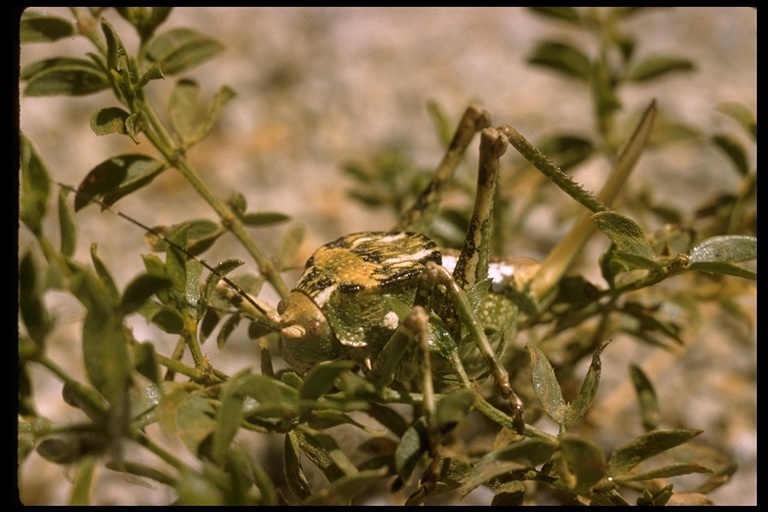 Image of Common True Katydid