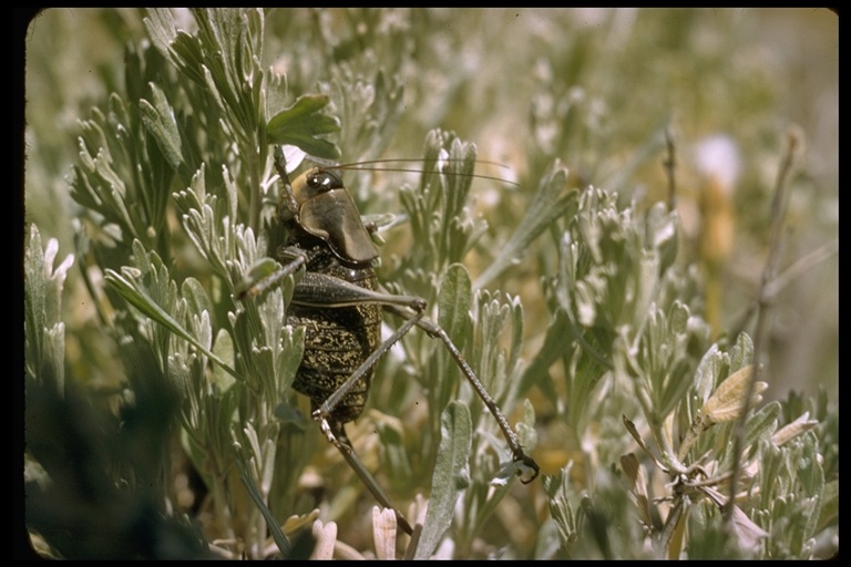 Image of Common True Katydid