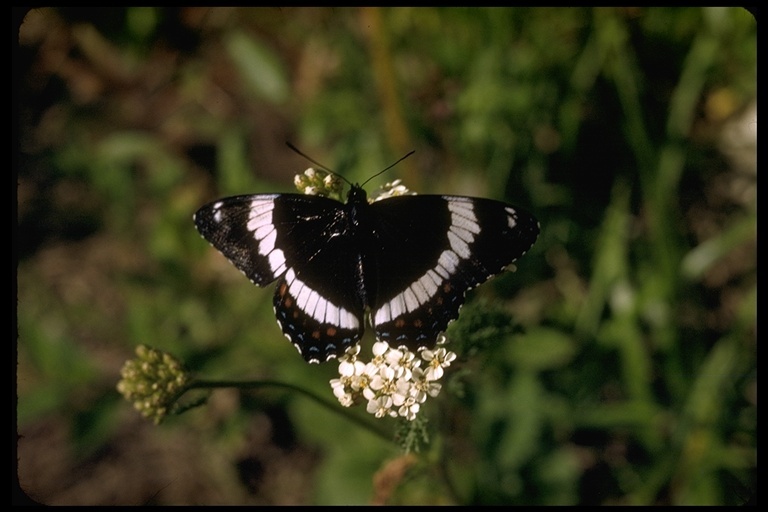 Image of White Admiral
