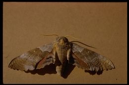 Image of Western Poplar Sphinx