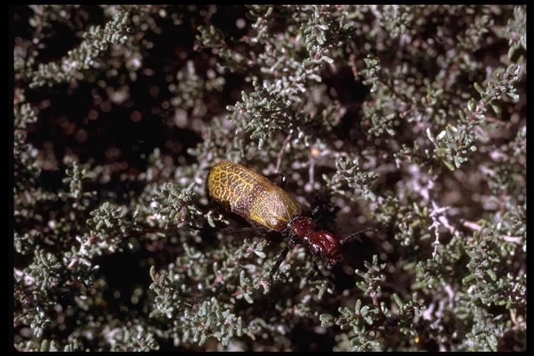 Image of soldier beetles