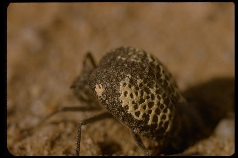 Image of Inflated Beetle