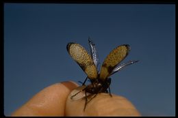 Image of Iron Cross Blister Beetle