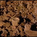 Image of cork-lid trapdoor spiders