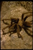 Image de Aphonopelma