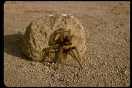 Image of Fresno County Brown Tarantula