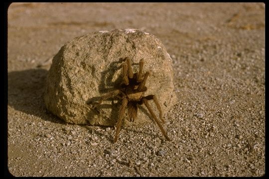 Image de Aphonopelma iodius (Chamberlin & Ivie 1939)