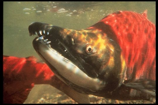 Image of Sockey Salmon