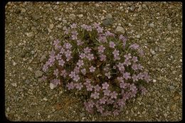 Image of Great Basin langloisia