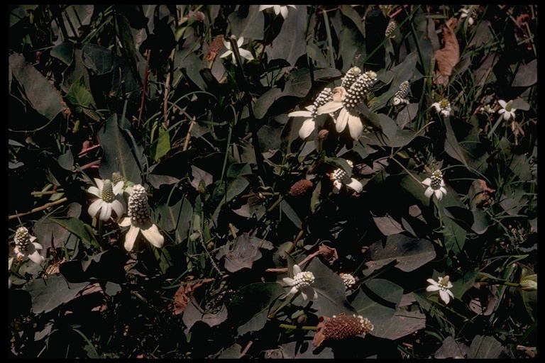 Imagem de Anemopsis californica (Nutt.) Hook. & Arn.