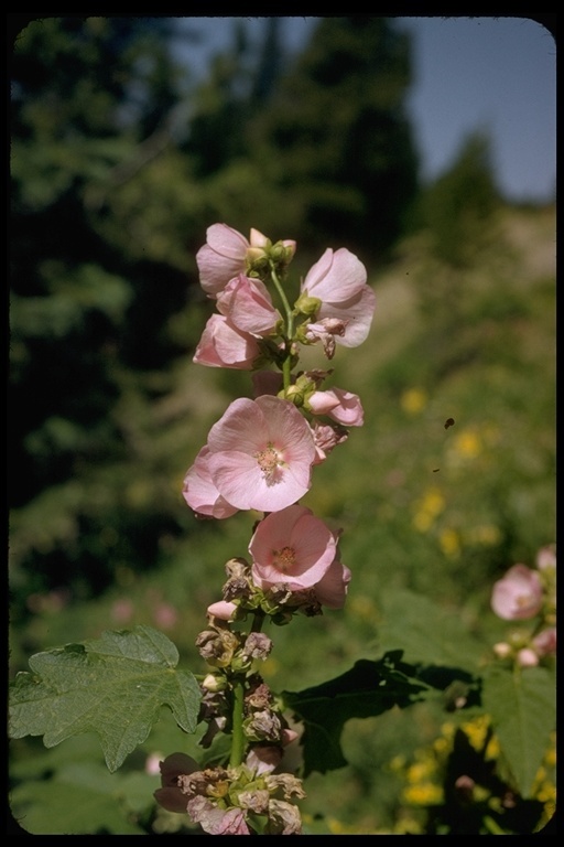 Image of globemallow