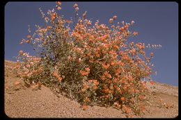 Image of desert globemallow