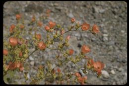 Image of desert globemallow