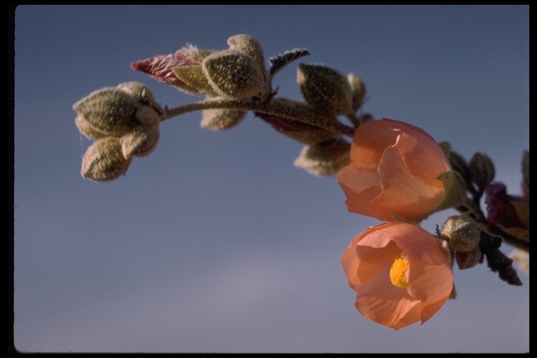 Image of desert globemallow