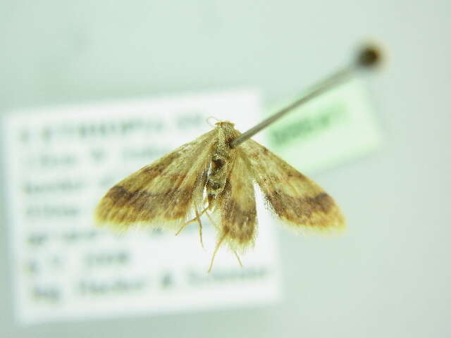 Image of Idaea amputata Warren 1899