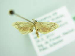 Image of Idaea amputata Warren 1899