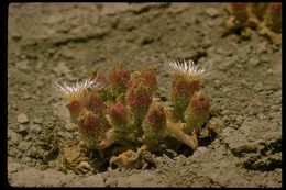 Слика од Mesembryanthemum crystallinum L.