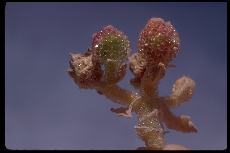 Image of common iceplant