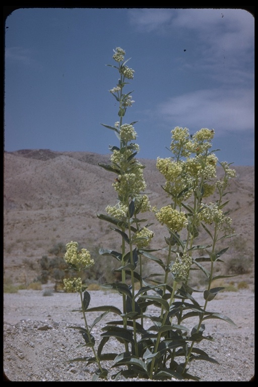 Asclepias erosa Torr.的圖片