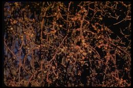 Image of mesquite mistletoe