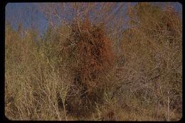 Image of mesquite mistletoe