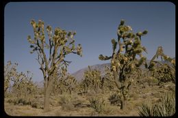 Image of Joshua tree