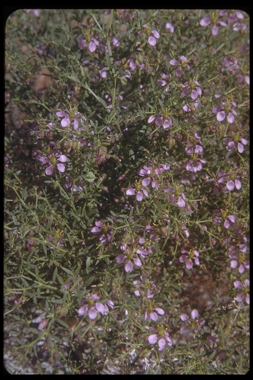 Image of California fagonbush