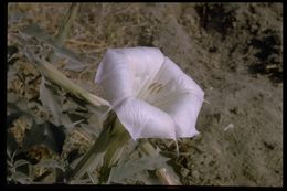 Imagem de Datura wrightii Hort. ex Regel