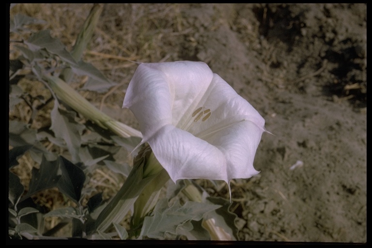 Imagem de Datura wrightii Hort. ex Regel