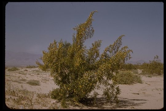 Image de Larrea tridentata (Sesse & Moc. ex DC.) Coult.